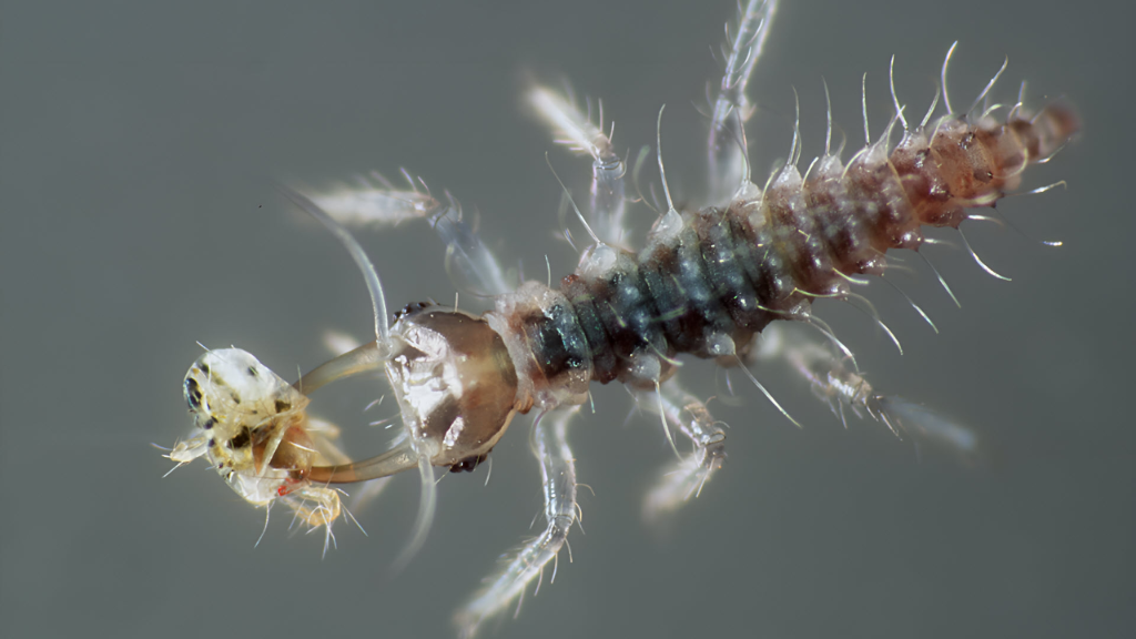 Spinnmilbe, Florfliegenlarve, funktionelle Biodiversität, Biosicherheit